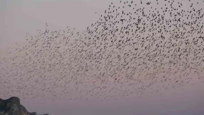 Van Kalesi’nde eşsiz bir gösteri: Sığırcık kuşları havada dans etti