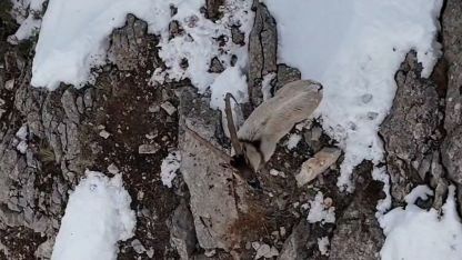 Munzur Dağları’nda yaban keçileri karlı zirvelerde görüntülendi