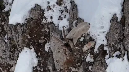 Munzur Dağları’nda yaban keçileri karlı zirvelerde görüntülendi