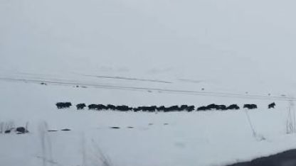 Karlı arazide ilerleyen domuz sürüsü görüntülendi