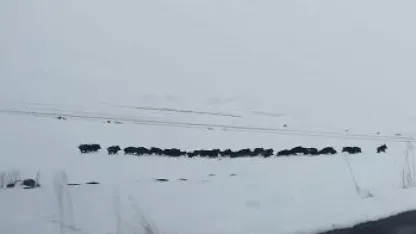 Karlı arazide ilerleyen domuz sürüsü görüntülendi
