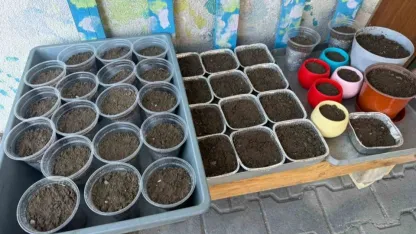 Iğdır’da Nevruz’un simgesi semeniler hazırlanmaya başlandı