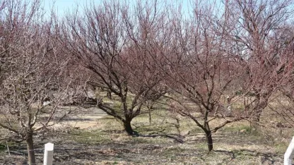 Kayısıda kritik bakım dönemi başladı