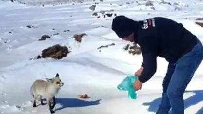 Kışın zor günlerinde tilkiye işçilerden şefkat eli