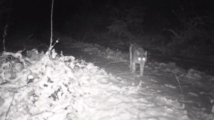 Erzincan’da yaban hayatı fotokapanla görüntüleniyor