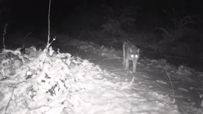Erzincan’da yaban hayatı fotokapanla görüntüleniyor