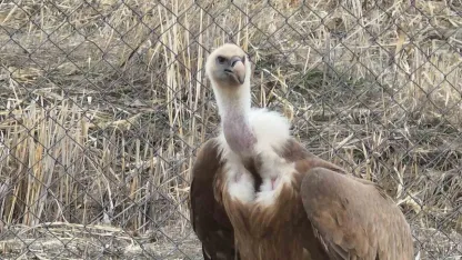 Van'da tedavi edilen yaban kuşları özgürlüğe kanat çırpmaya hazır