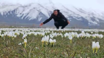 Bitlis’te baharın müjdecisi kardelenler açtı