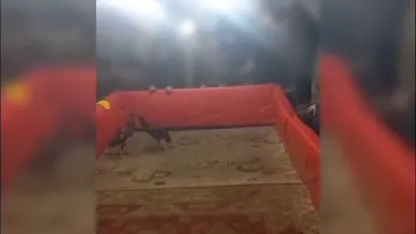 Jandarma horoz dövüçülerini afetmedi, 23 kişiye para cezası