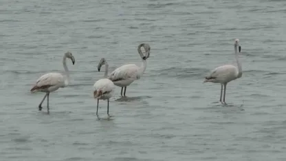 Allı turnalar bu yıl Van’a erken geldi