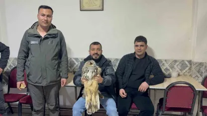 Kars’ta yaralı puhuya şefkat eli