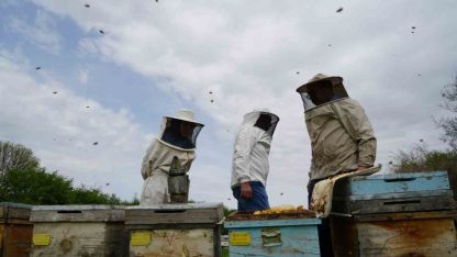 Kış uykusundan uyanan arılar Erzincan’da yeni sezona hazırlanıyor