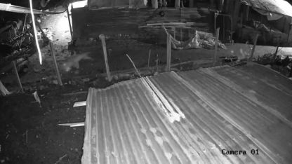 Malatya’da kümese giren kurt, kazı alıp kaçtı