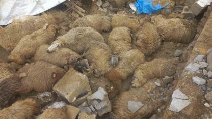 Van’da ahır çöktü, 23 küçükbaş hayvan telef oldu