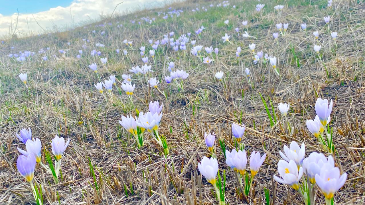 Ağrı’da baharın müjdecisi kardelenler yüzünü gösterdi