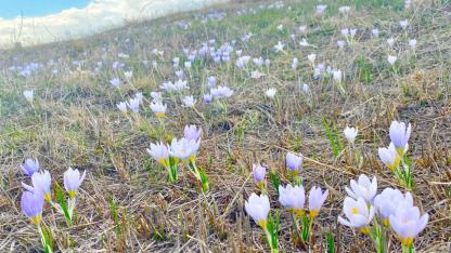 Ağrı’da baharın müjdecisi kardelenler yüzünü gösterdi