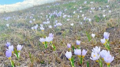 Ağrı’da baharın müjdecisi kardelenler yüzünü gösterdi