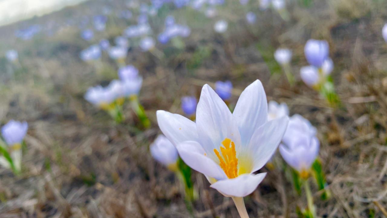 Ağrı’da baharın müjdecisi kardelenler yüzünü gösterdi