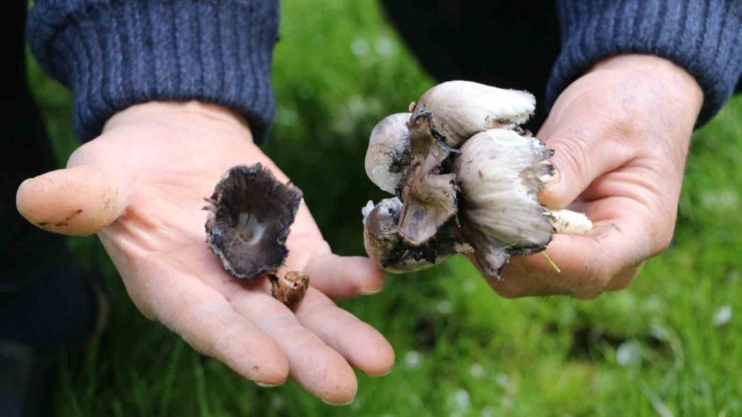 Bahar geldi, risk arttı: Yabani mantar tüketimine dikkat