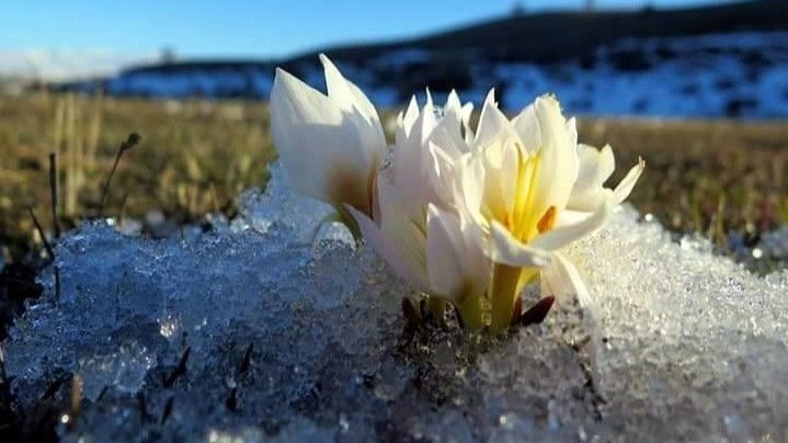 Erzincan’da kardelenler baharın müjdesini verdi