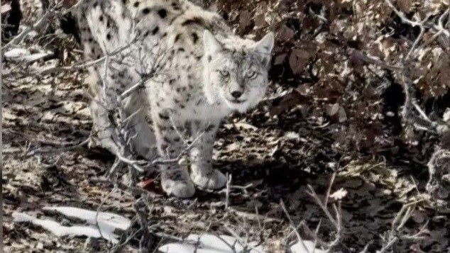 Erzincan'da köye inen vaşak görüntülendi