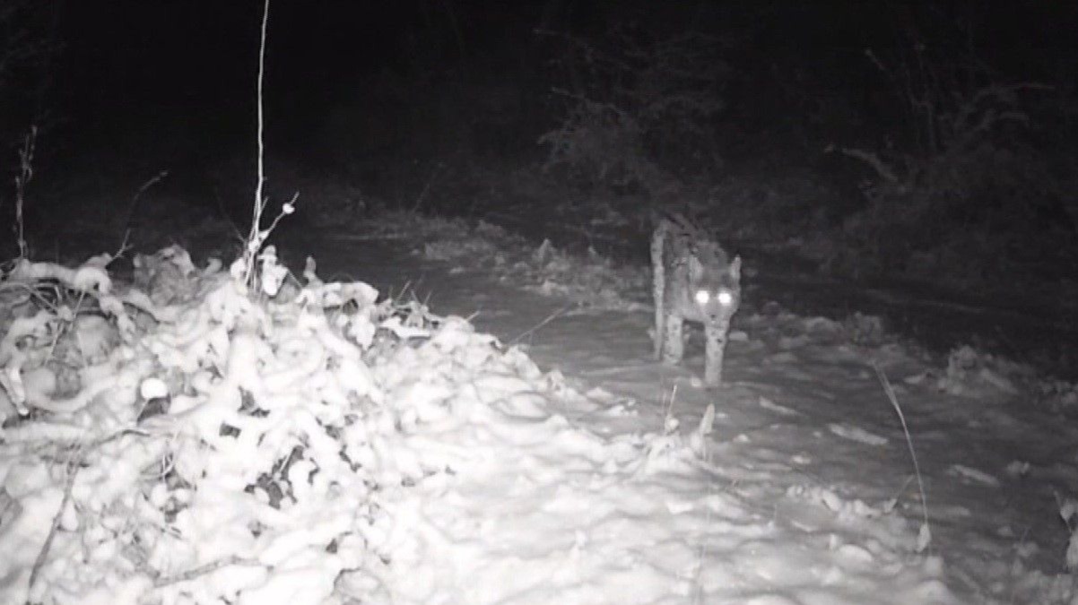 Erzincan’da yaban hayatı fotokapanla görüntüleniyor