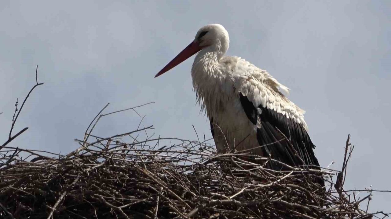 Hasköy’de leylekler aynı güzergahta 18 yuvayı doldurdu