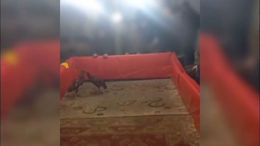 Jandarma horoz dövüçülerini afetmedi, 23 kişiye para cezası