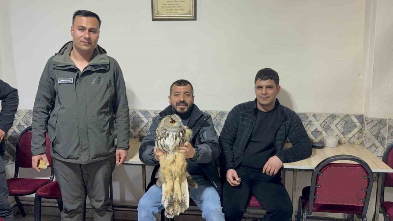 Kars’ta yaralı puhuya şefkat eli