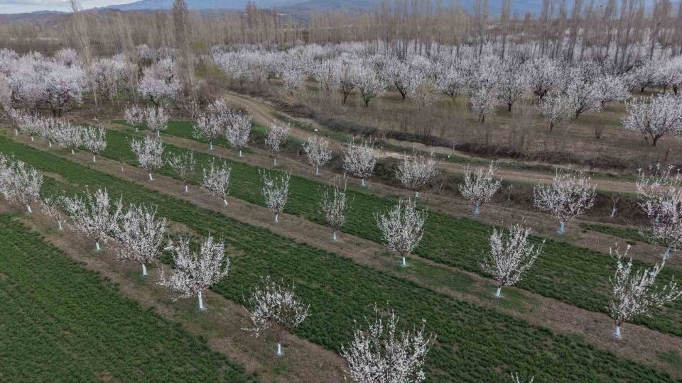 Kayısı ağaçları çiçek açtı, ova beyaza büründü