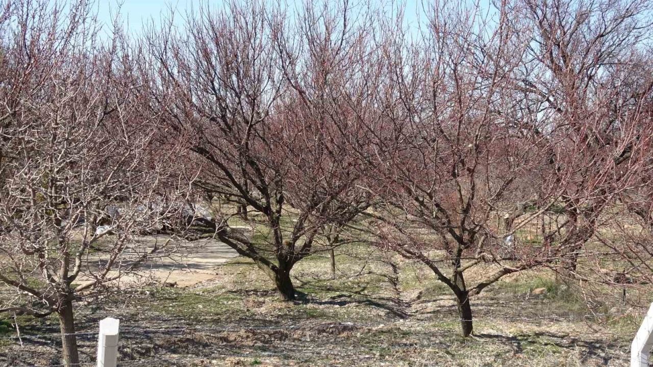 Kayısıda kritik bakım dönemi başladı