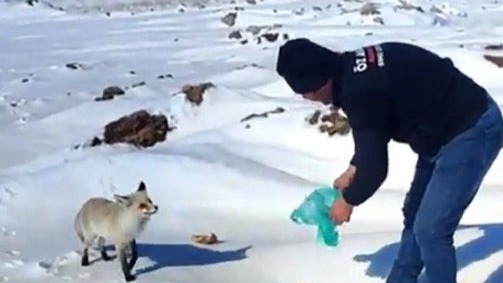 Kışın zor günlerinde tilkiye işçilerden şefkat eli