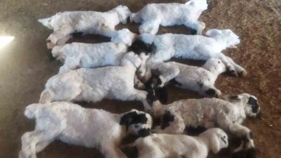 "Kuzu Septisemisi" yeni doğan kuzuları telef ediyor