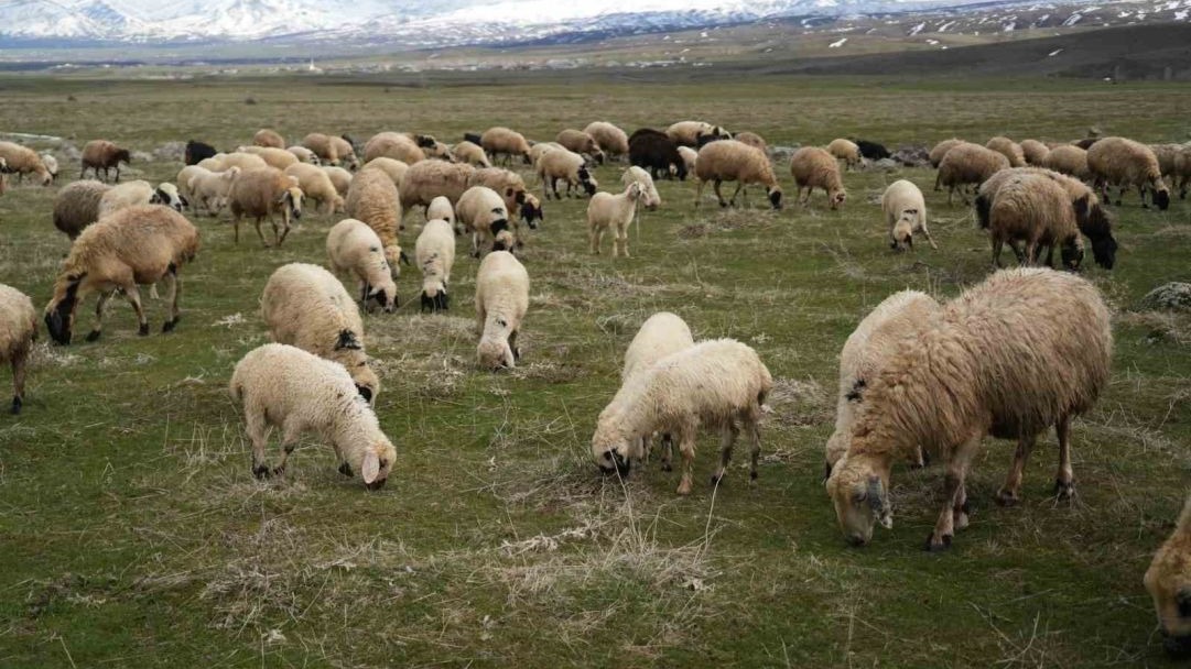 Kuzu sesleri Muş Ovası'nda yankılanmaya başladı