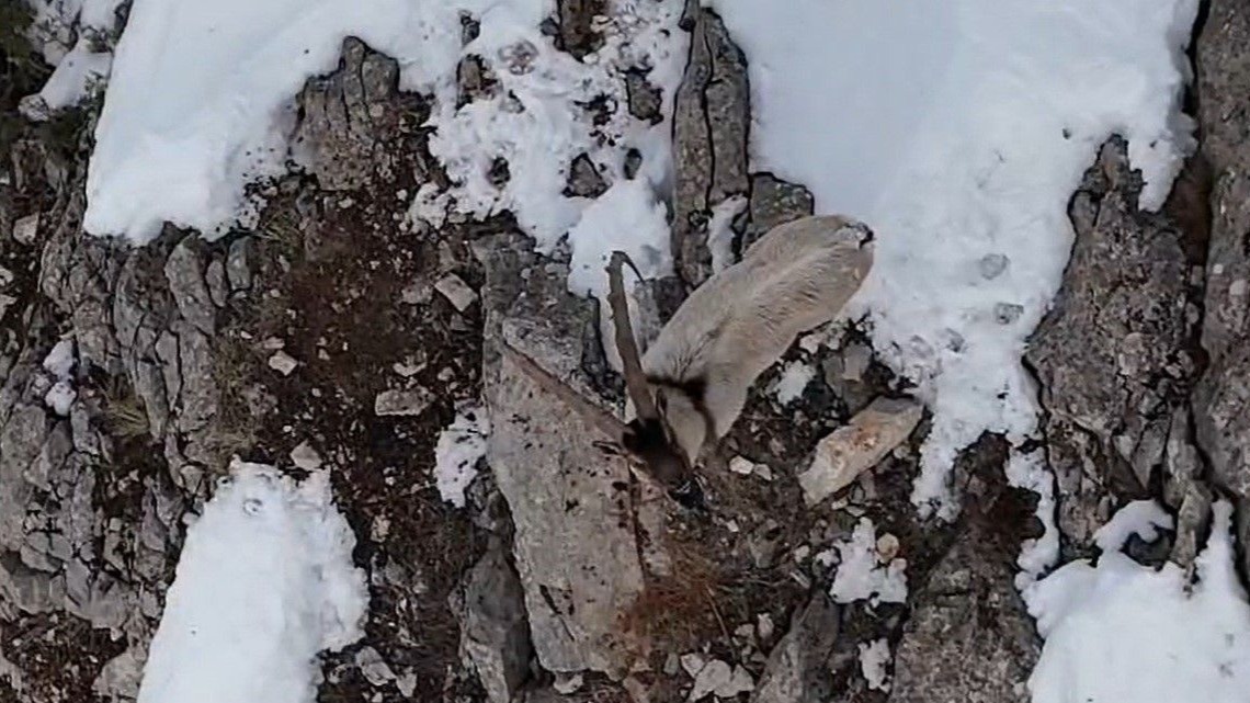 Munzur Dağları’nda yaban keçileri karlı zirvelerde görüntülendi