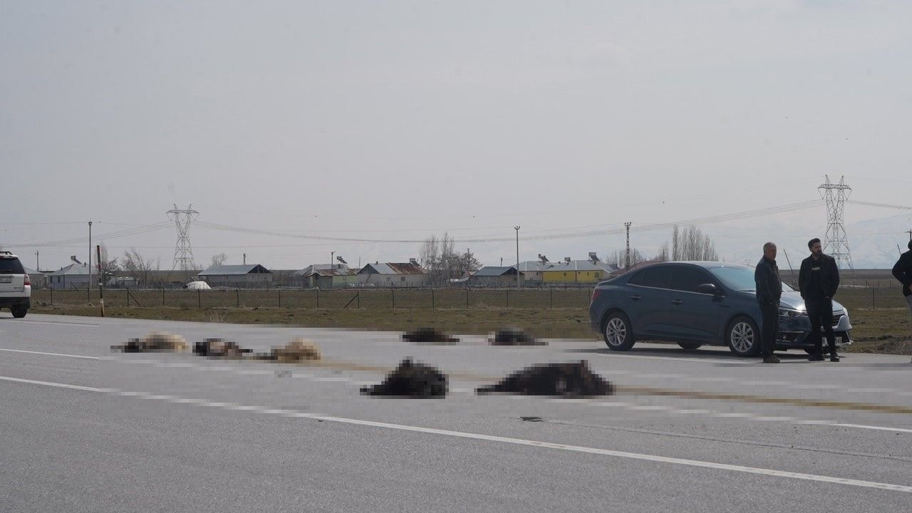 Muş-Bingöl karayolunda SUV tipi araç keçi sürüsüne çarptı: 10 hayvan telef oldu