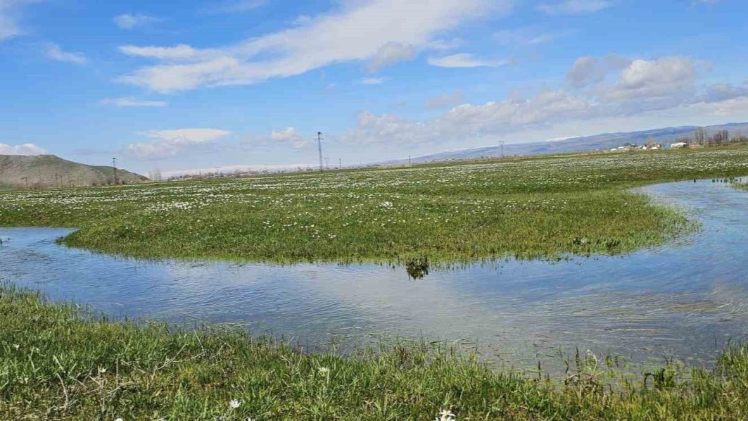 Muş Ovası çiğdemlerle renklendi
