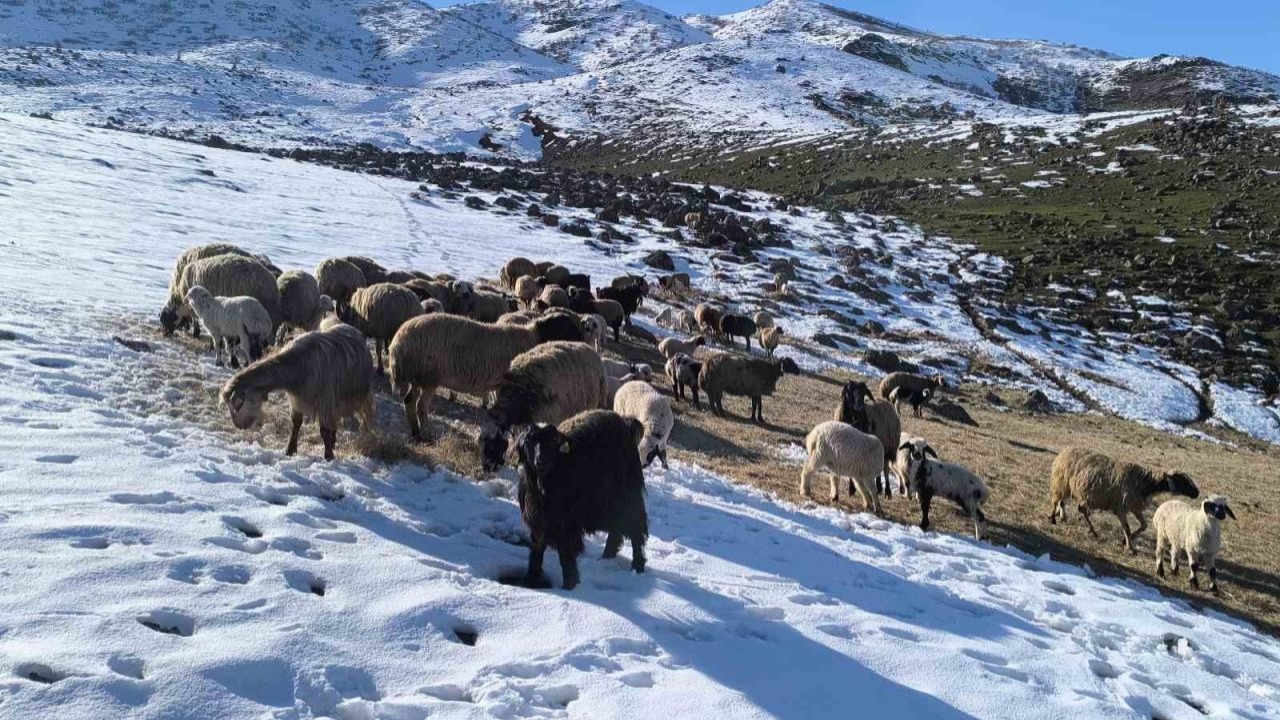 Muş’ta besiciler baharı beklerken yeniden kışa geldi