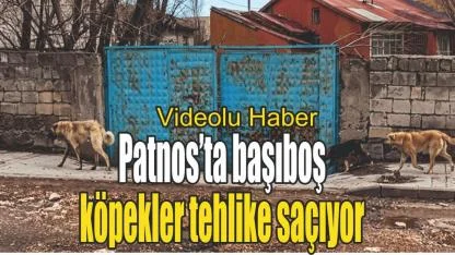 Patnos’ta başıboş köpekler tehlike saçıyor