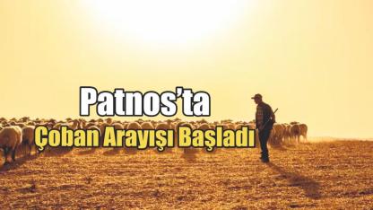 Patnos’ta Çoban Arayışı Başladı