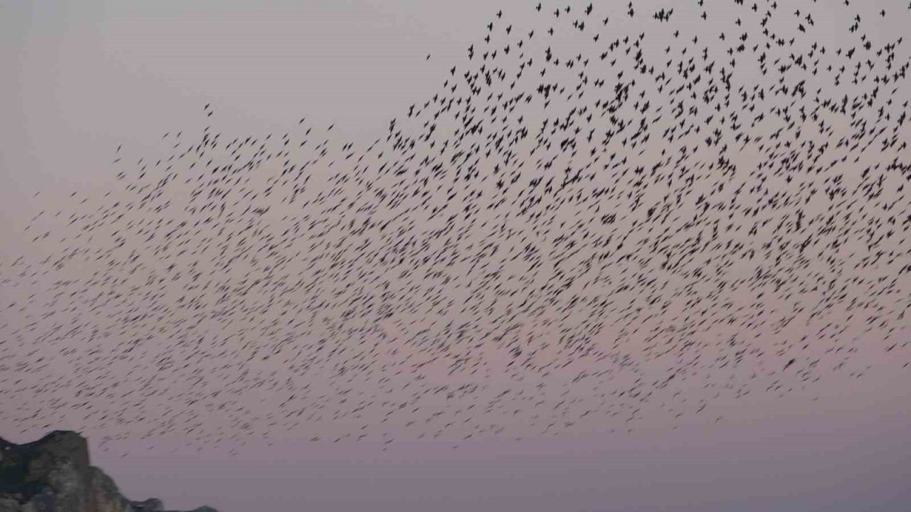 Van Kalesi’nde eşsiz bir gösteri: Sığırcık kuşları havada dans etti