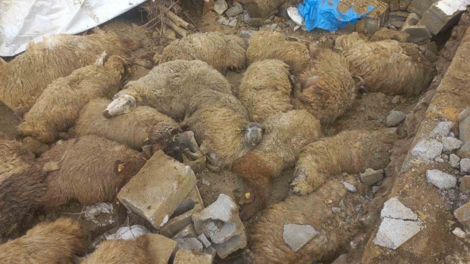 Van’da ahır çöktü, 23 küçükbaş hayvan telef oldu