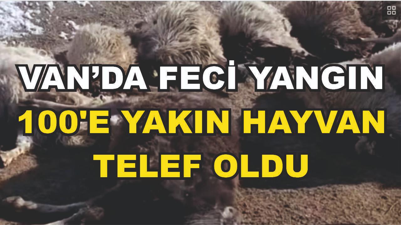 Van’da ahırda feci yangın: 67 küçükbaş hayvan telef oldu