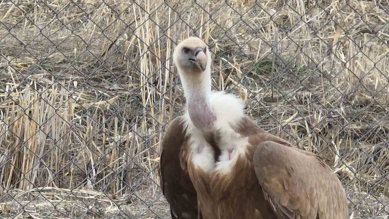 Van'da tedavi edilen yaban kuşları özgürlüğe kanat çırpmaya hazır