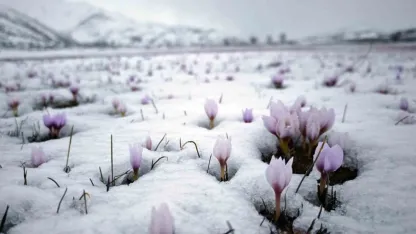 Bitlis'te karla buluşan çiğdemler güzel görüntüler oluşturdu