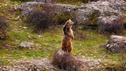 Çukurca’da aç kalan ayılar mahalleye indi