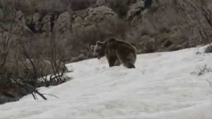Kış uykusundan uyanan ayı yerleşim yerine indi