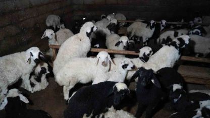 Yeni doğan kuzularla birlikte besicilerde tatlı telaş yaşanıyor