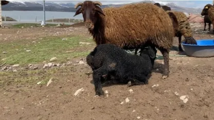 Patnos'ta kuzuların anneleri ile buluşması renkli anlara sahne oldu