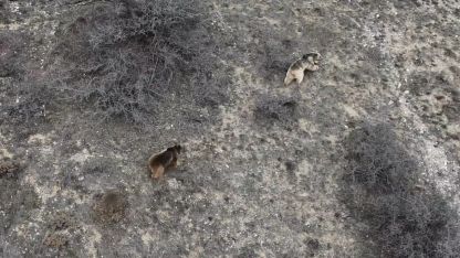 Kış uykusundan uyanan ayılar objektiflere yakalandı